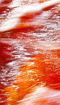 Red waters of the Rio Tinto, coloured by dissolved minerals, primarily iron. Andalusia, Spain, December 2011.