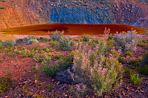Mineral-tolerant plants growing by a pool coloured by dissolved minerals. Near the Rio Tinto, Andalusia, Spain, January 2008.
