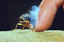 Bombardier Beetle (Pheropsophus jessoensis) protecting itself by ejecting a boiling, noxious chemical spray, Nagasaki, Japan.