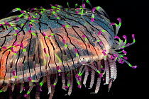 Flower Hat Jelly / Jellyfish (Olindias formosa), a rare hydromedusa with fluorescent tentacle tips. Endemic to Brazil, Argentina, and southern Japan.