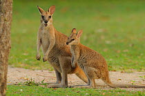 Agile wallaby (Macropus agilis) female and large joey, Queensland, Australia