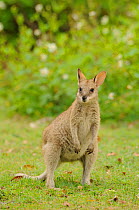 Agile wallaby (Macropus agilis) large joey, Queensland, Australia