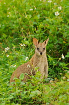 Agile wallaby (Macropus agilis) large joey sitting in vegetation, Queensland, Australia