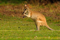 Agile wallaby (Macropus agilis) female eating, Queensland, Australia