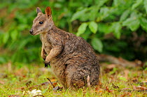 Allied rock-wallaby (Petrogale assimilis) male, Queensland, Australia