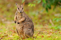 Allied rock-wallaby (Petrogale assimilis) male, Queensland, Australia