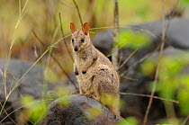 Allied rock-wallaby (Petrogale assimilis) joey on rock, Queensland, Australia