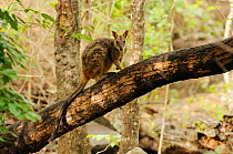 Allied rock-wallaby (Petrogale assimilis) climbing on tree stump, Queensland, Australia