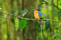 Buff breasted kingfisher / White tailed kingfisher (Tanysiptera sylvia) male, North Queensland, Australia