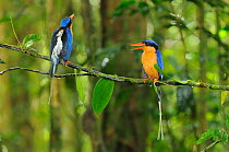 Buff breasted kingfisher / White tailed kingfisher (Tanysiptera sylvia) adults displaying, male on right, North Queensland, Australia