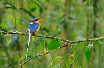 Buff breasted kingfisher / White tailed kingfisher (Tanysiptera sylvia) male, North Queensland, Australia