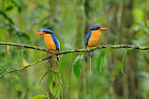 Buff breasted kingfisher / White tailed kingfisher (Tanysiptera sylvia) adult pair, North Queensland, Australia