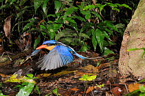 Buff breasted kingfisher / White tailed kingfisher (Tanysiptera sylvia) adult flying out of nesting hole in termite mound, north Queensland, Australia