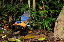 Buff breasted kingfisher / White tailed kingfisher (Tanysiptera sylvia) adult flying out of nesting hole in termite mound, north Queensland, Australia