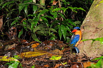 Buff breasted kingfisher / White tailed kingfisher (Tanysiptera sylvia) adult at entrance to nesting hole in termite mound, north Queensland, Australia