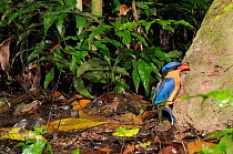 Buff breasted kingfisher / White tailed kingfisher (Tanysiptera sylvia) adult digging out nesting hole in termite mound, north Queensland, Australia