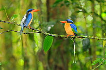 Buff breasted kingfisher / White tailed kingfisher (Tanysiptera sylvia) adult pair, north Queensland, Australia