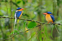 Buff breasted kingfisher / White tailed kingfisher (Tanysiptera sylvia) adult pair, north Queensland, Australia