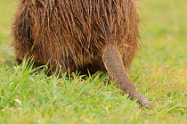 Coypu (Myocastor coypus) view of back and tail,  France