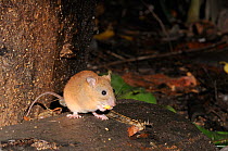 Fawn footed melomys (Melomys cervinipes) North Queensland, Australia