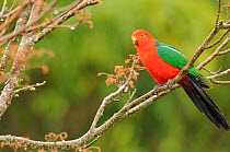 King parrot (Alisterus scapularis) male in tree, Victoria, Australia