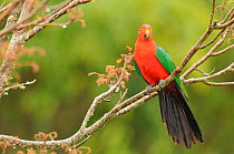 King parrot (Alisterus scapularis) male in tree, Victoria, Australia