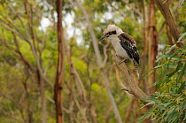 Laughing kookaburra (Dacelo novaeguineae) Victoria, Australia