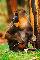 Mandrill (Papio sphinx) female cleaning fingernails with stick, Captive