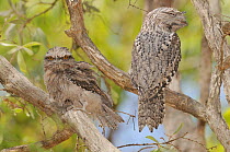 Tawny frogmouth (Podargus strigoides) adult with large chick, Queensland, Australia