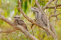 Tawny frogmouth (Podargus strigoides) adult with large chick in tree, Queensland, Australia