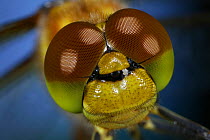 Common Darter dragonfly (Sympetrum striolatum) close up of compound eyes, UK. Commended in the Audubon Society of Greater Denver  Share the View' competition 2011