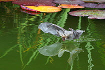 Brown Long-eared bat (Plecotus auritus) drinking from a lily pond , Surrey, UK. Overall WINNER of the Audubon Society of Greater Denver  Share the View competition 2011