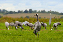 'Cosmo' a juvenile Common / Eurasian crane (Grus grus) a year after release by the Great Crane Project onto the Somerset Levels and Moors, with more of the flock foraging in the background beside a de...