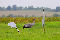 Recently fledged juvenile Common / Eurasian crane (Grus grus) released by the Great Crane Project onto the Somerset Levels and Moors, standing by adult crane cutout decoys, Somerset, UK, Autumn 2011.