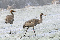 Juvenile Common / Eurasian cranes (Grus grus) released by the Great Crane Project onto the Somerset Levels and Moors, on frozen snow covered pastureland. Somerset, UK, December 2010.