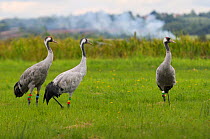'Minnie', 'Squidgy' and 'Vince', three of the flock of Common / Eurasian cranes (Grus grus) a year after release by the Great Crane Project onto the Somerset Levels and Moors, with adult plumage devel...