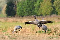'Squidgy' an 18 month female Common / Eurasian crane (Grus grus), dancing in Barley stubble as male crane 'Mennis' looks on and calls and 'Twinkle' forages in the background, flock of birds released b...