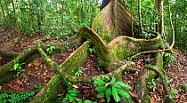 Tangled giant buttress roots of Shorea sp. within lowland rainforest. Centre of Maliau Basin, Sabah's 'Lost World', Borneo.