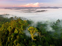 Mist and low cloud hanging over lowland rainforest, just after sunrise, with Menggaris Tree (Koompassia excelsa) prominent in the foreground. Danum Valley, Sabah, Borneo.