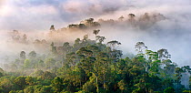 RF- Mist hanging over lowland rainforest just after sunrise. Danum Valley Conservation Area, Sabah, Borneo. (This image may be licensed either as rights managed or royalty free.)