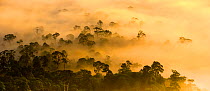 Mist hanging over lowland rainforest just after sunrise in the heart of Maliau Basin - Sabah's 'Lost World'. Lobah Camp, Maliau Basin, Borneo.