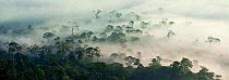 Mist and low cloud hanging over lowland rainforest just after sunrise in the heart of Maliau Basin - Sabah's 'Lost World'. Near Lobah Camp, Maliau Basin, Borneo.