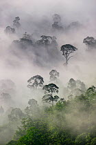 Mist and low cloud hanging over lowland rainforest in the heart of Maliau Basin, Sabah's 'Lost World'. Near Lobah Camp, Maliau Basin, Borneo.