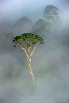 Emergent Menggaris Tree / Tualang (Koompassia excelsa) protruding from mist and low cloud hanging over lowland rainforest. Danum Valley, Sabah, Borneo.