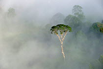 Emergent Menggaris Tree / Tualang (Koompassia excelsa) protruding from mist and low cloud hanging over lowland rainforest. Danum Valley, Sabah, Borneo.