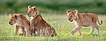 African Lion (Panthera leo) cubs at 4 months. Big Marsh, near Ndutu, Nogorongoro Conservation Area / Serengeti National Park, Tanzania.
