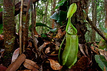 Pitcher Plant (Nepenthes tentaculata) on forest floor. Montane mossy heath forest or 'kerangas', southern plateau, Maliau Basin, Sabah's 'Lost World', Borneo.