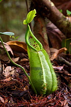 Ground pitchers of Pitcher Plant (Nepenthes tentaculata). Montane mossy heath forest or 'kerangas', southern plateau, Maliau Basin, Sabah's 'Lost World', Borneo.