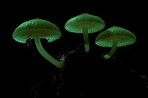 Luminous Fungi (Mycena sp.) with small spider resting on underside. Montane mossy heath forest or 'kerangas', Maliau Basin, Sabah's 'Lost World', Borneo.