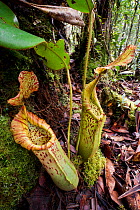 Large pitchers of natural hybrid Pitcher Plant (Nepenthes stenophylla x Nepenthes veitchi). Montane mossy heath forest or 'kerangas', southern plateau, Maliau Basin, Sabah's 'Lost World', Borneo.